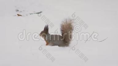 跑松鼠。 冬天，一只灵活的松鼠在雪地里奔跑。
